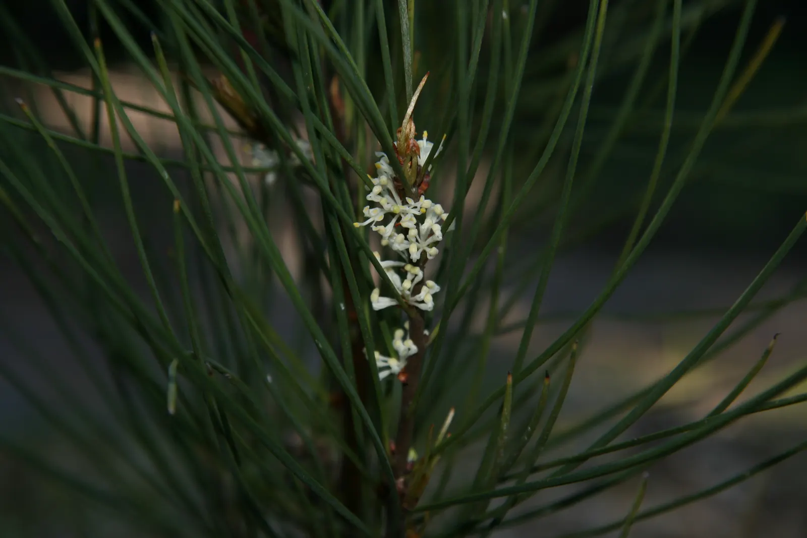 Hakea (Hakea Obtusa) — making it adaptable to various landscape styles; this drought-tolerant plant offers low maintenance and excellent resilience