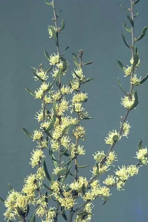 Hakea (Hakea Obtusa) — often known as the Pincushion Hakea due to its distinctively rounded