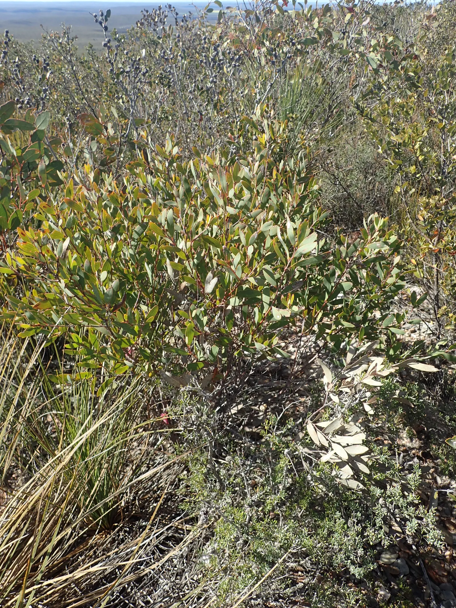 Hakea (Hakea Obtusa) — or loamy soils and a full to partial sun location; shrub / tree with multi-colored and orange and red blooms