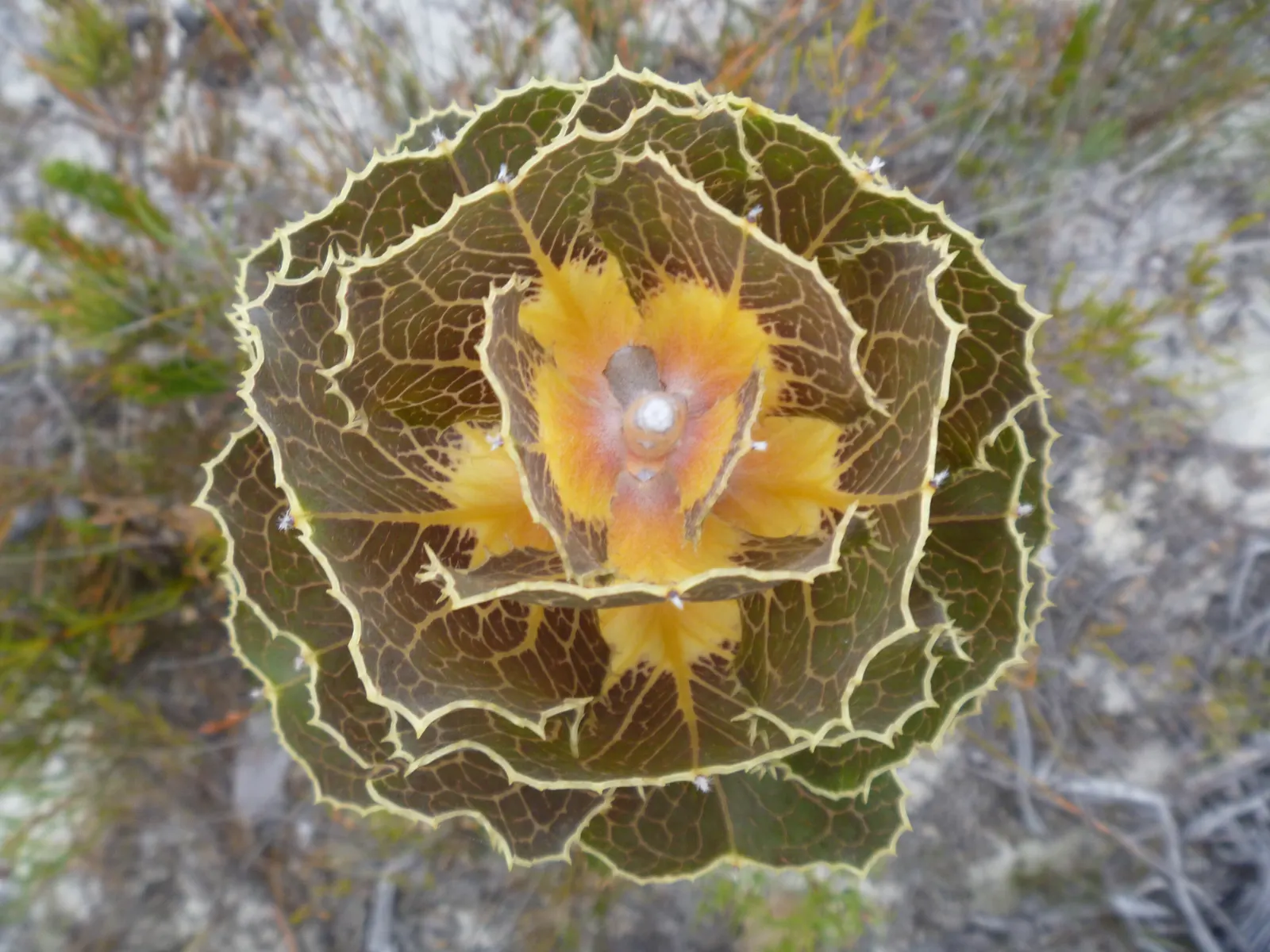 Hakea (Hakea Obtusa) — woody seed pods will form; its woody seed pods and dense habit provide habitat and food for native wildlife