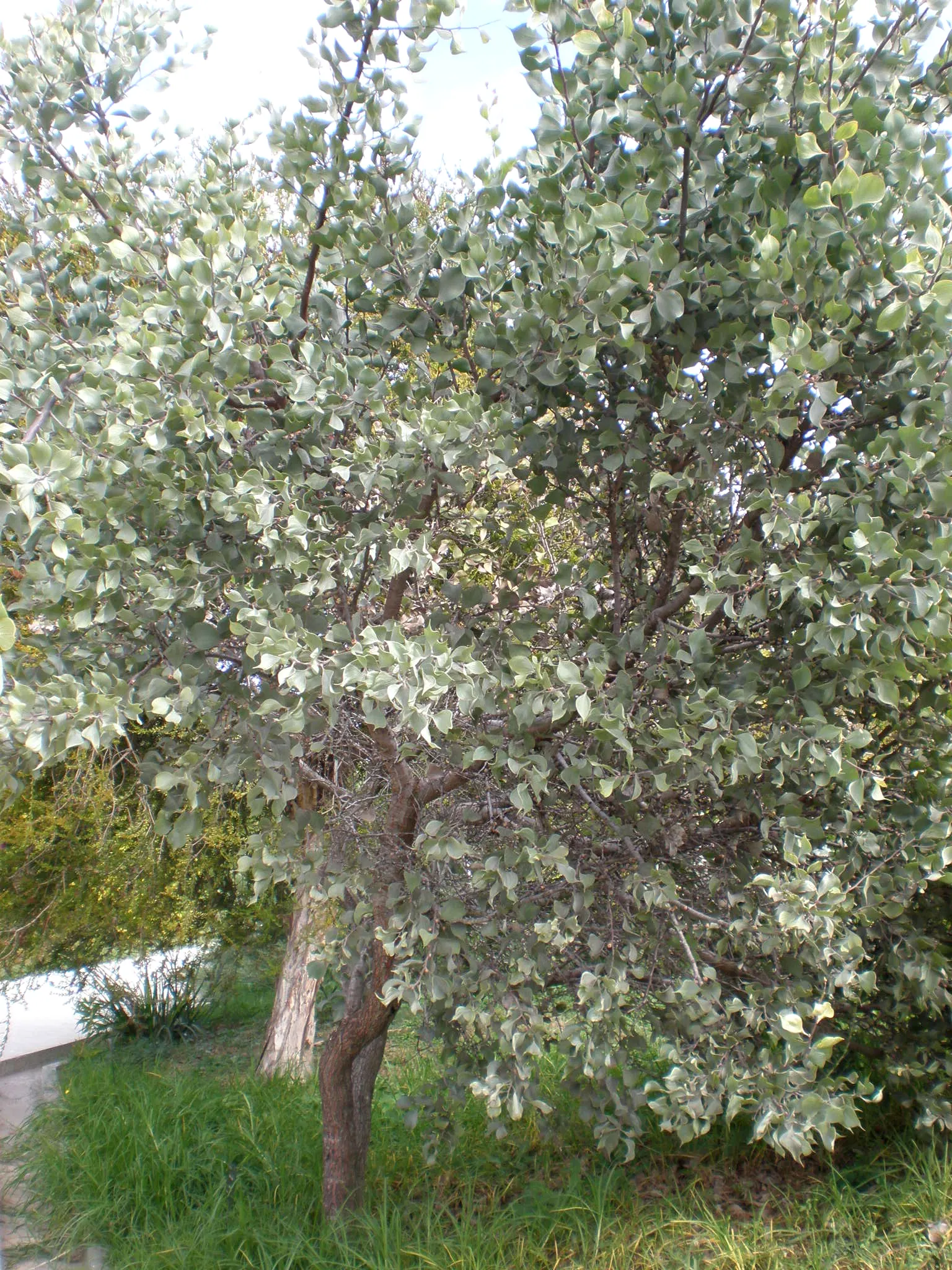 Hakea (Hakea Obtusa) — from informal cottage gardens to structured modern designs; blue-green leaves that grow up to 3 to 4 inches long, image 81