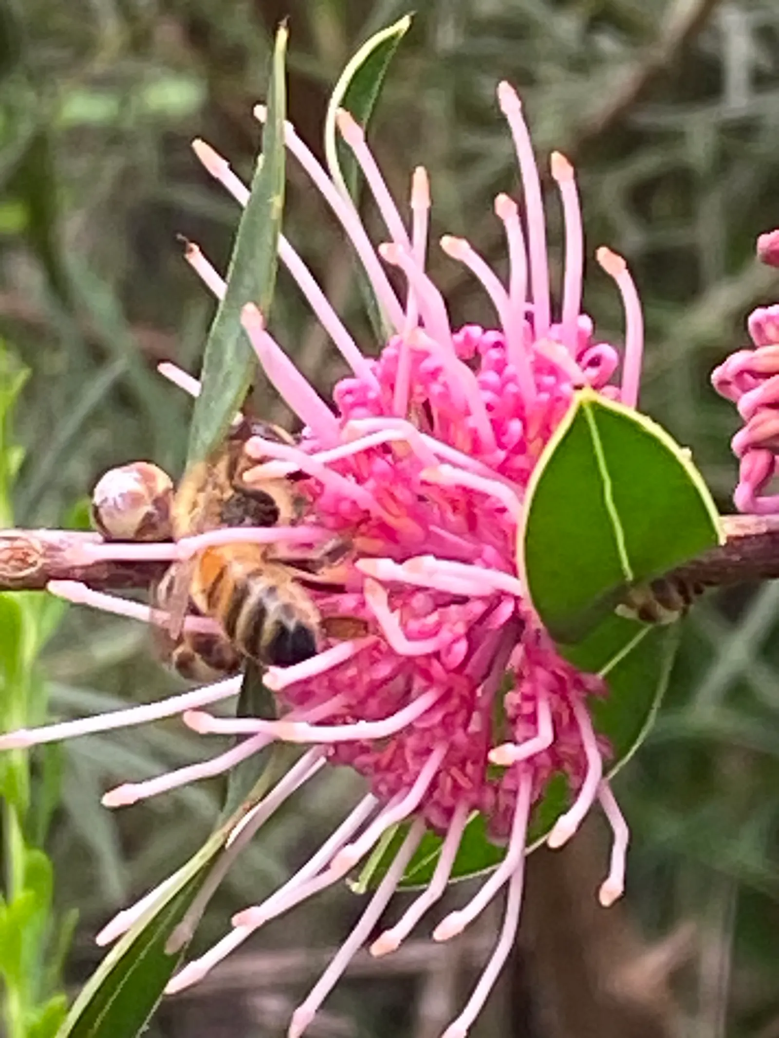 Hakea (Hakea Obtusa) — this drought-tolerant plant offers low maintenance and excellent resilience