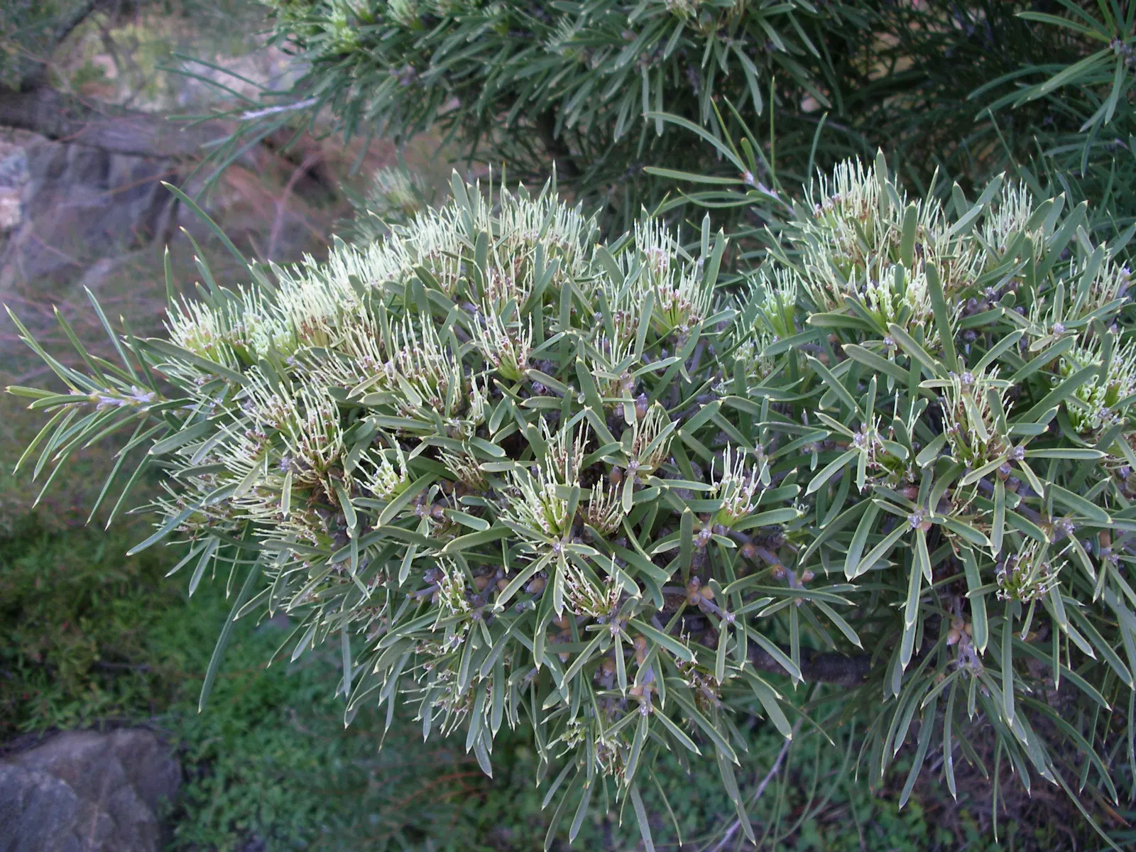 Hakea (Hakea Obtusa) — sure to captivate and impress within your garden spaces