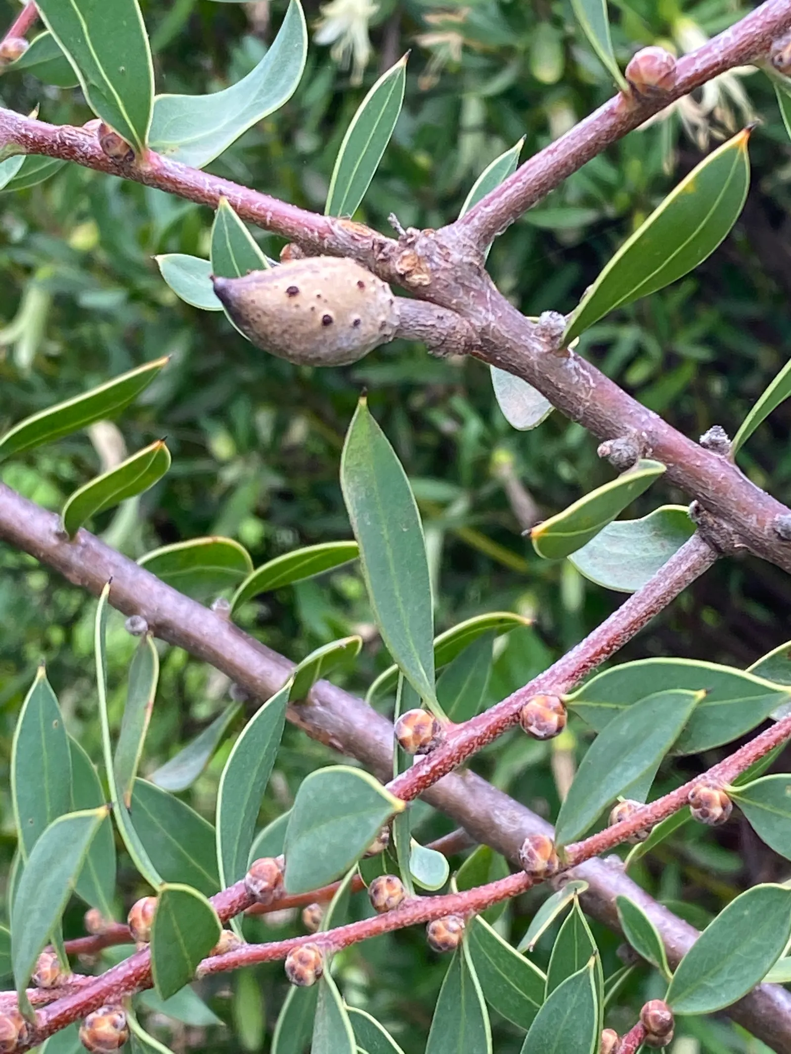 Hakea (Hakea Obtusa) — Hakea obtusa boasts stout stems clothed in leathery; from informal cottage gardens to structured modern designs