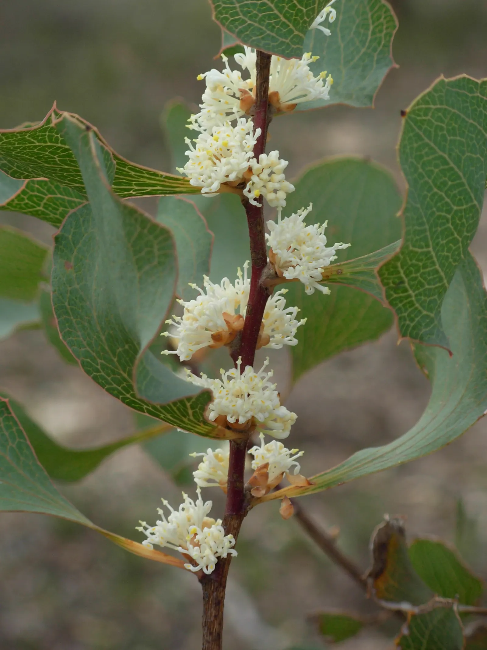 Hakea (Hakea Obtusa) — Hakea obtusa is a hardy choice