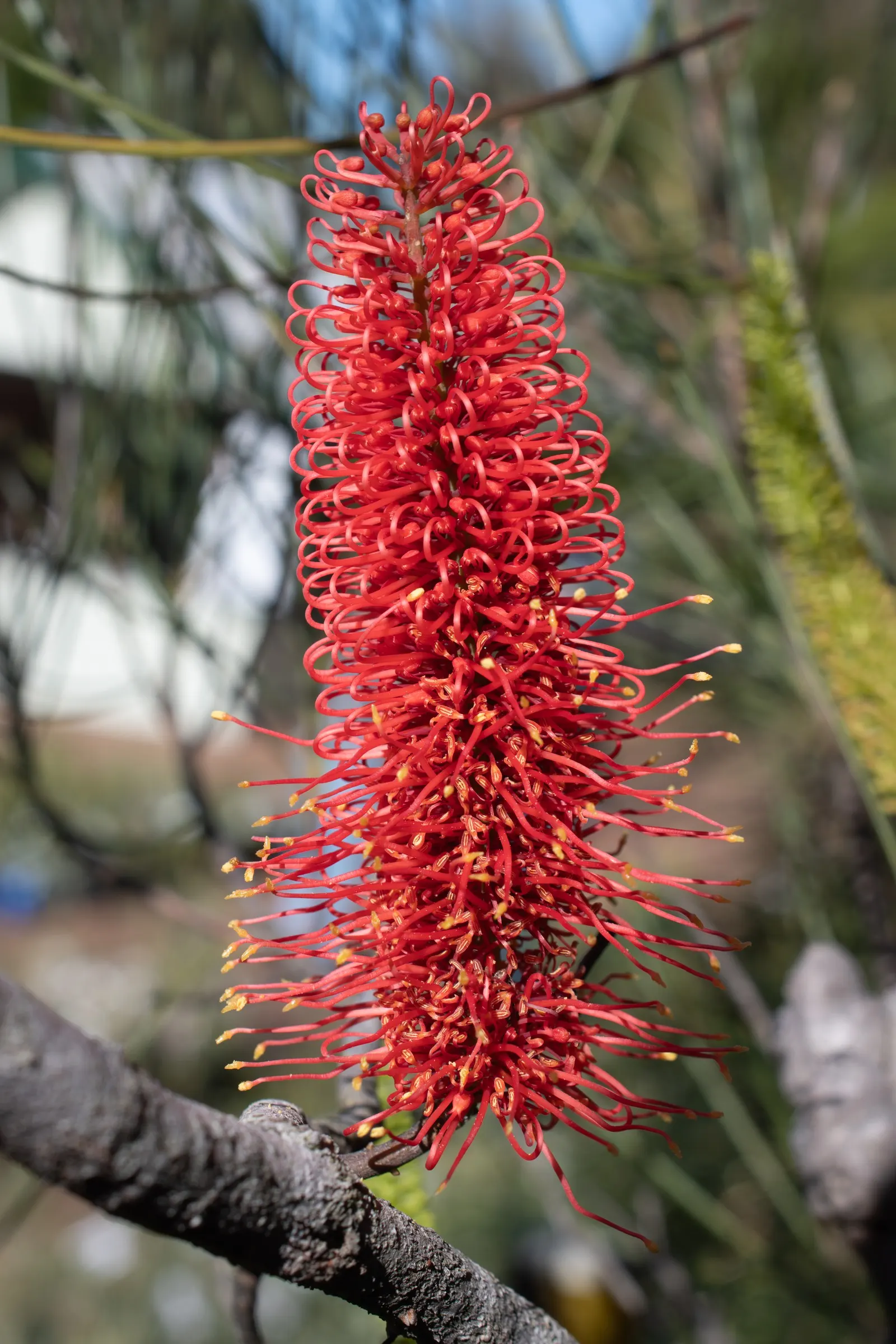 Hakea (Hakea Obtusa) — which persist on the plant
