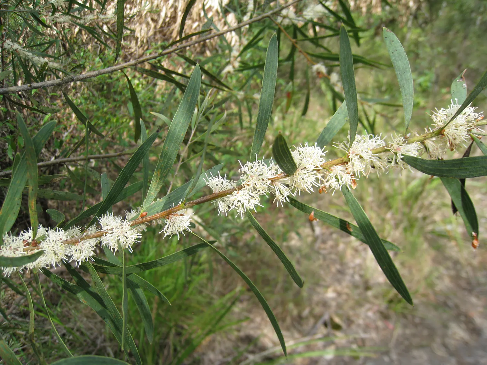 Hakea (Hakea Obtusa) — woody seed pods will form; its woody seed pods and dense habit provide habitat and food for native wildlife, image 76