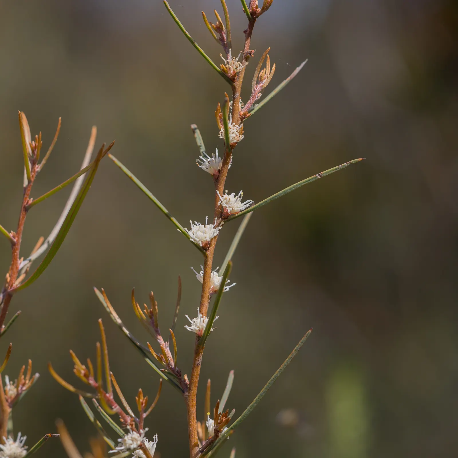 Hakea (Hakea Obtusa) — These leaves are characterized by their oblong; often known as the Pincushion Hakea due to its distinctively rounded