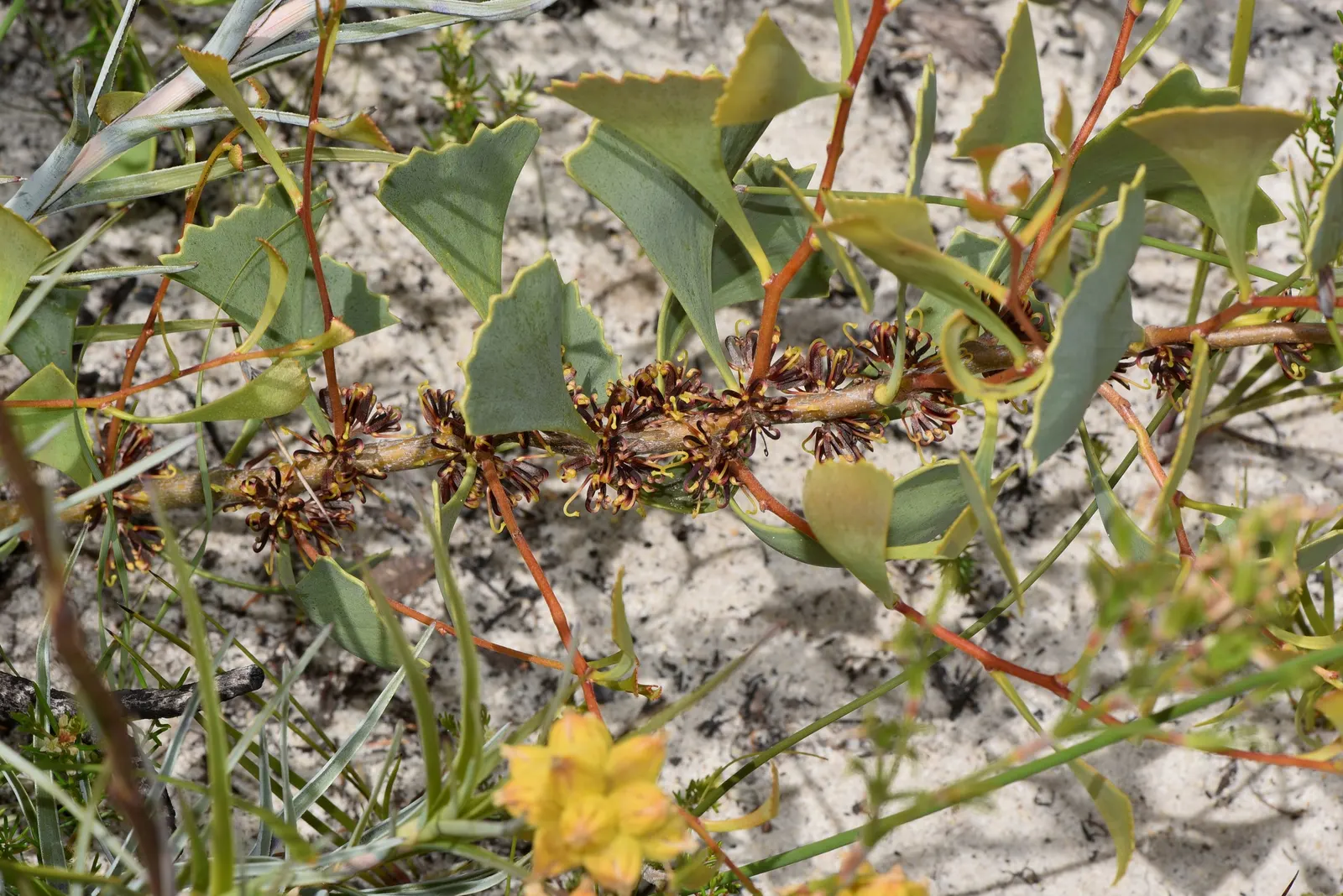 Hakea (Hakea Obtusa) — exhibiting exceptional drought tolerance once established; adding ecological value to your garden, image 69