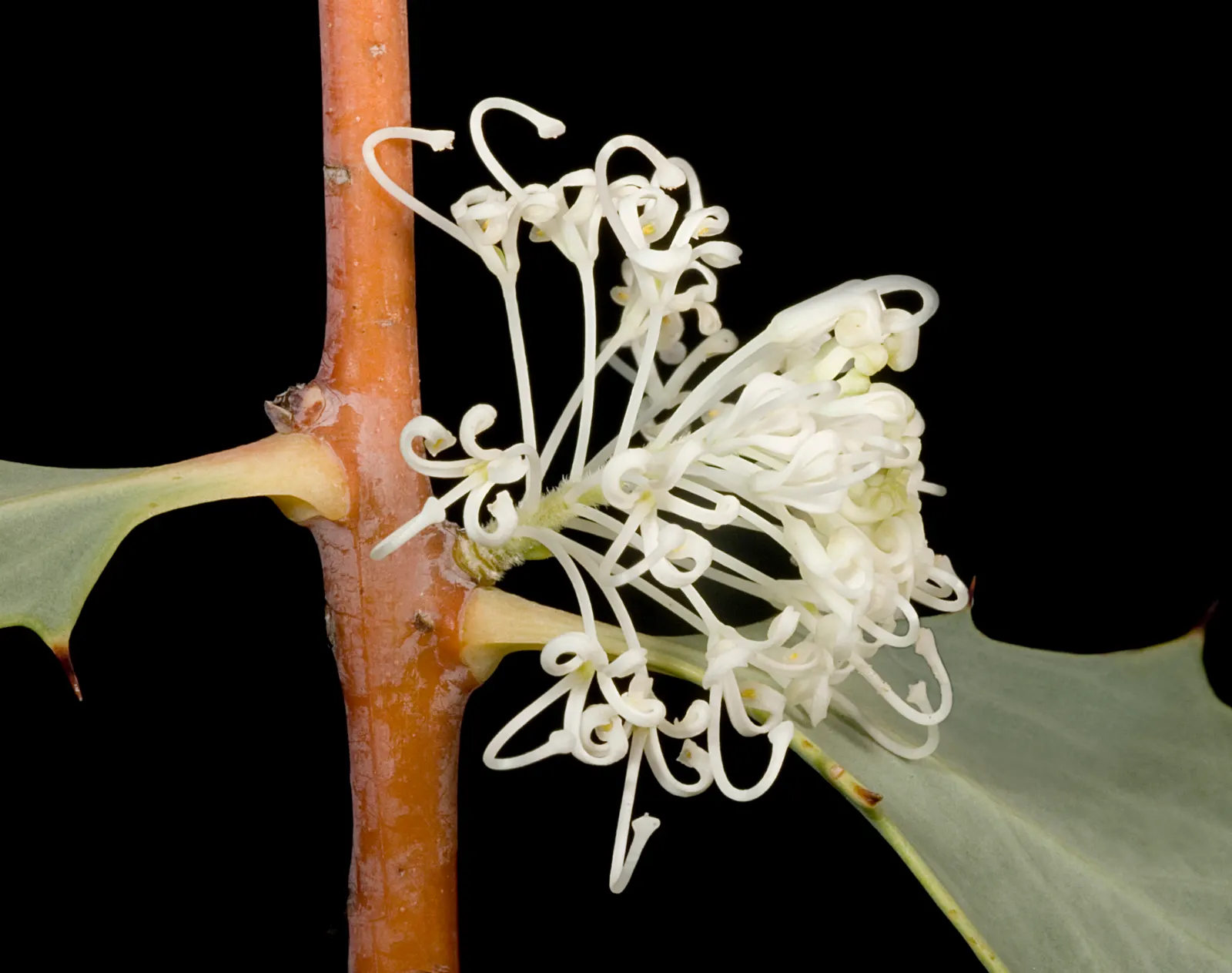 Hakea (Hakea Obtusa) — Its woody seed pods and dense habit provide habitat and food for native wildlife; after the flowering period