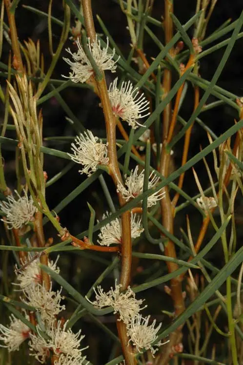 Hakea (Hakea Obtusa) — leathery leaves and produces striking cream to pink