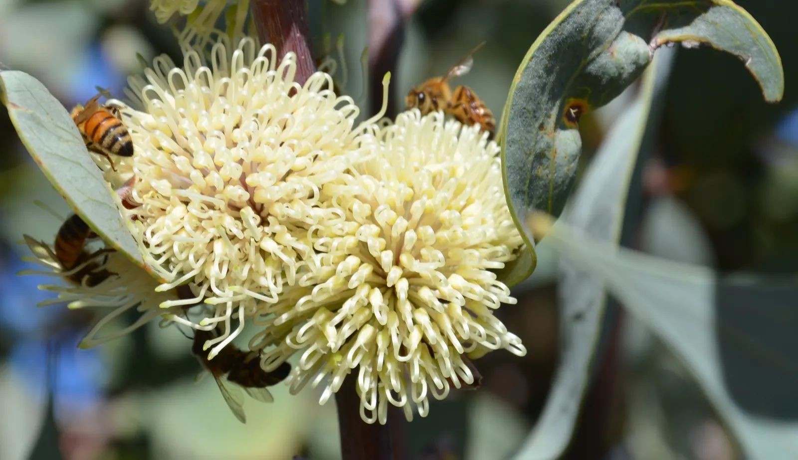 Hakea (Hakea Obtusa) — contributing further interest to the shrub's profile.<br><br>When incorporating Hakea obtusa into a design; or loamy soils, image 78