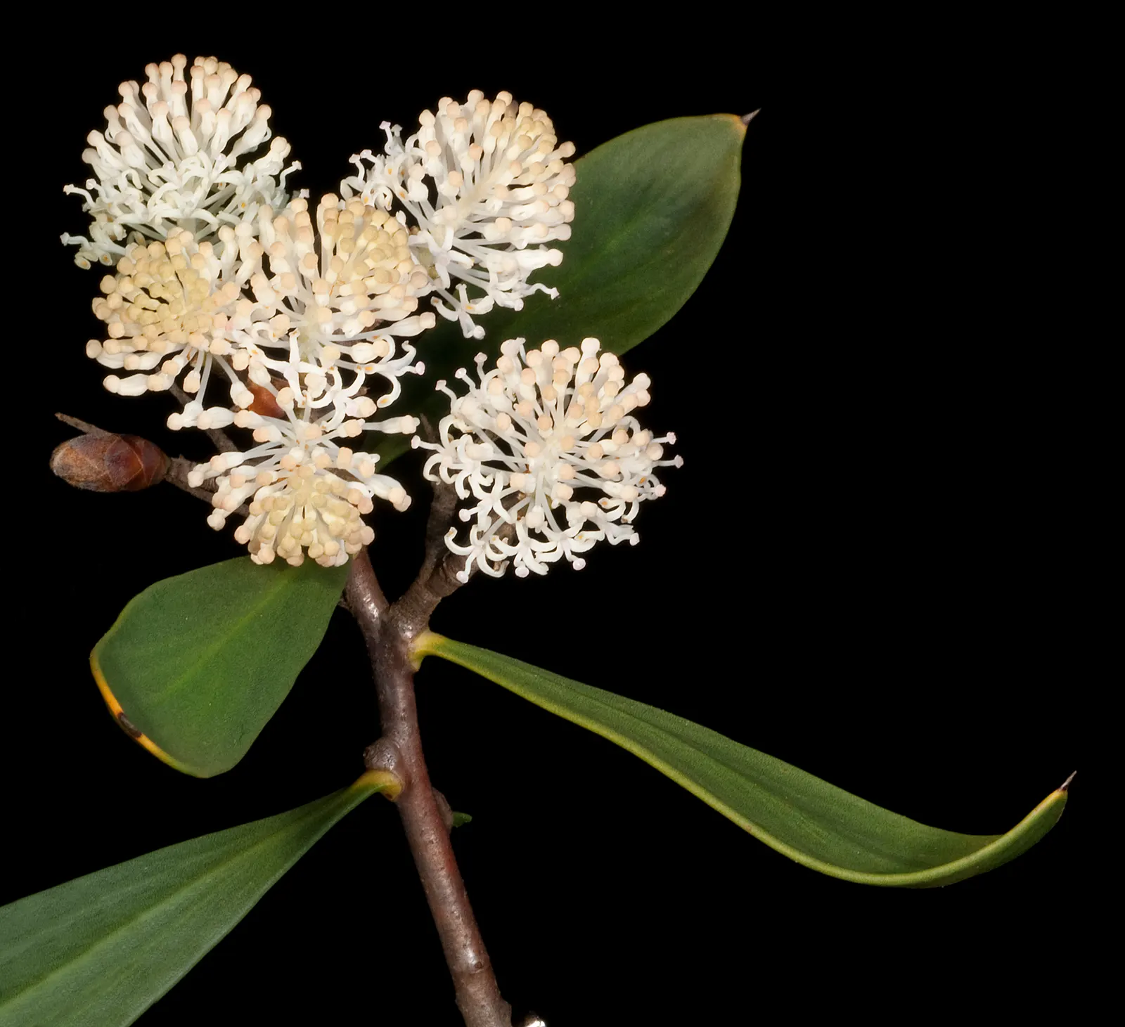 Hakea (Hakea Obtusa) — cushion-like inflorescences