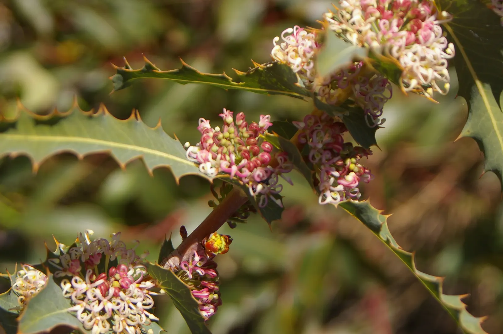 Hakea (Hakea Obtusa) — With its architectural form and low maintenance needs