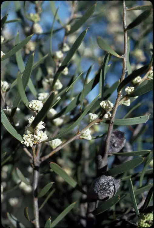 Hakea (Hakea Obtusa) — blue-green leaves that grow up to 3 to 4 inches long; an evergreen shrub native to Australia