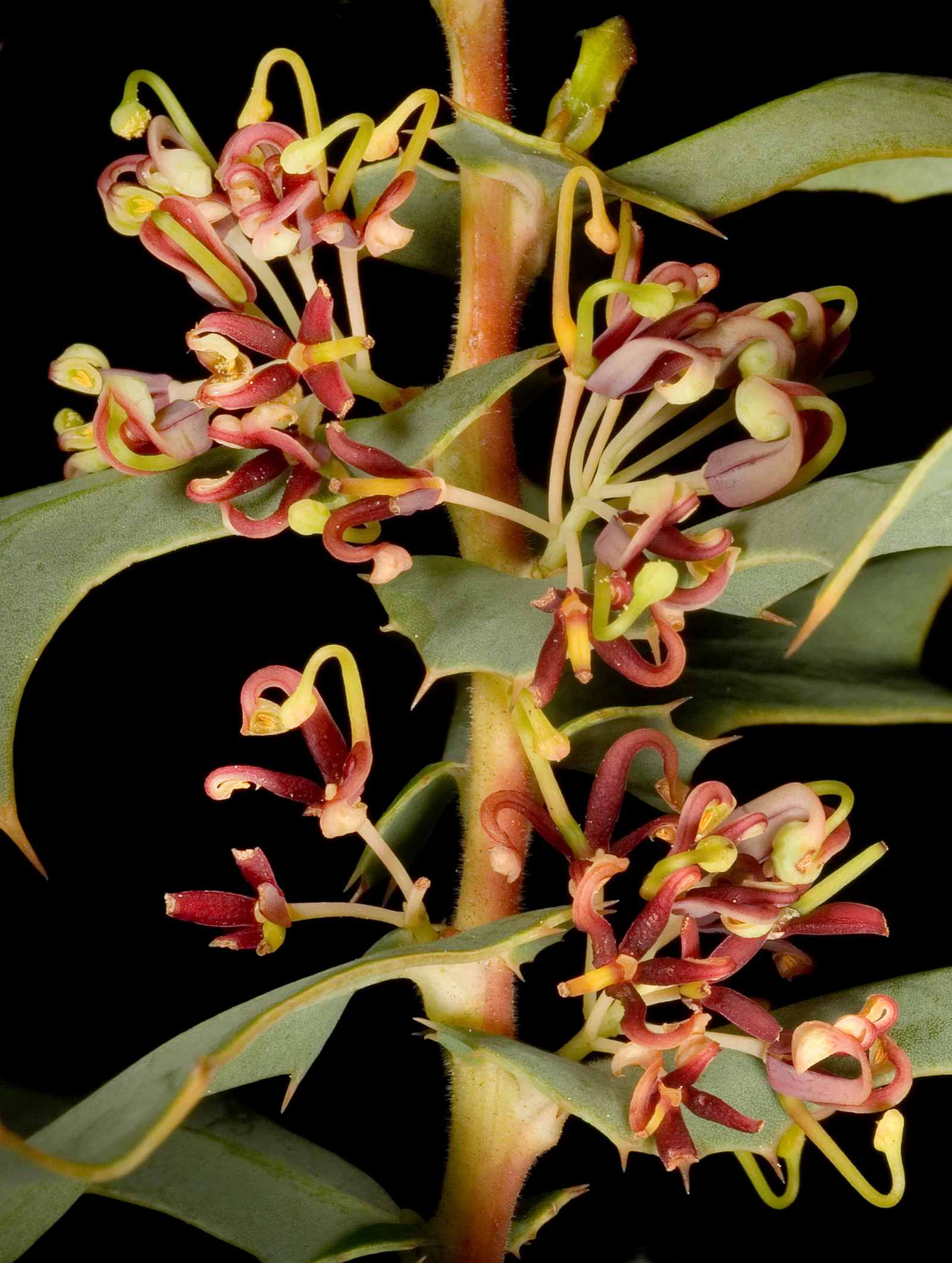 Hakea (Hakea Obtusa) — These leaves are characterized by their oblong; often known as the Pincushion Hakea due to its distinctively rounded, image 72