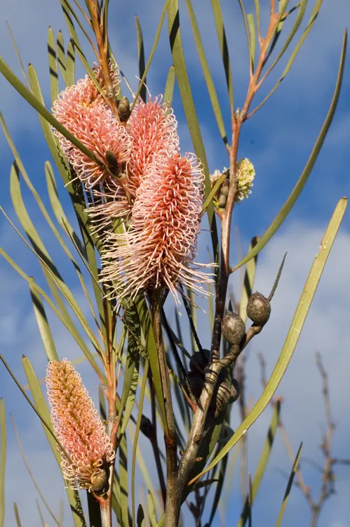 Hakea (Hakea Obtusa) — sure to captivate and impress within your garden spaces; preferring full sun and well-drained soils