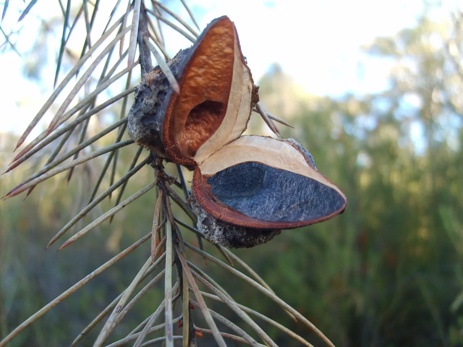 Hakea (Hakea Obtusa) — often known as the Pincushion Hakea due to its distinctively rounded; with its architectural form and low maintenance needs, image 66