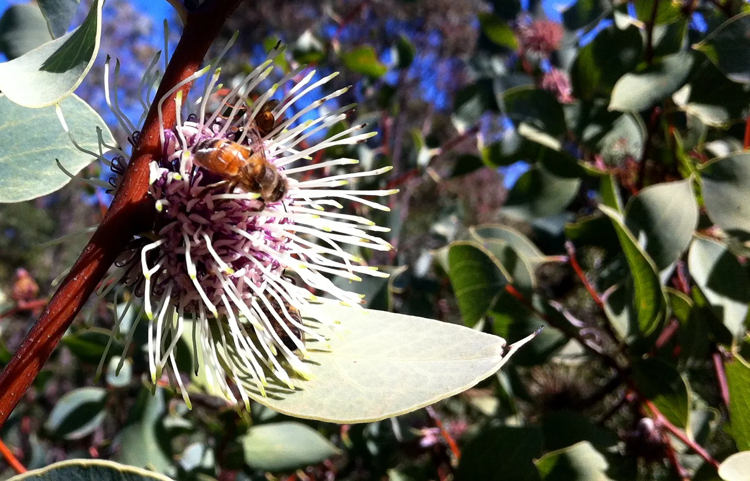 Hakea (Hakea Obtusa) — Hakea obtusa is a hardy choice; multi-colored and orange and red flowers in the garden