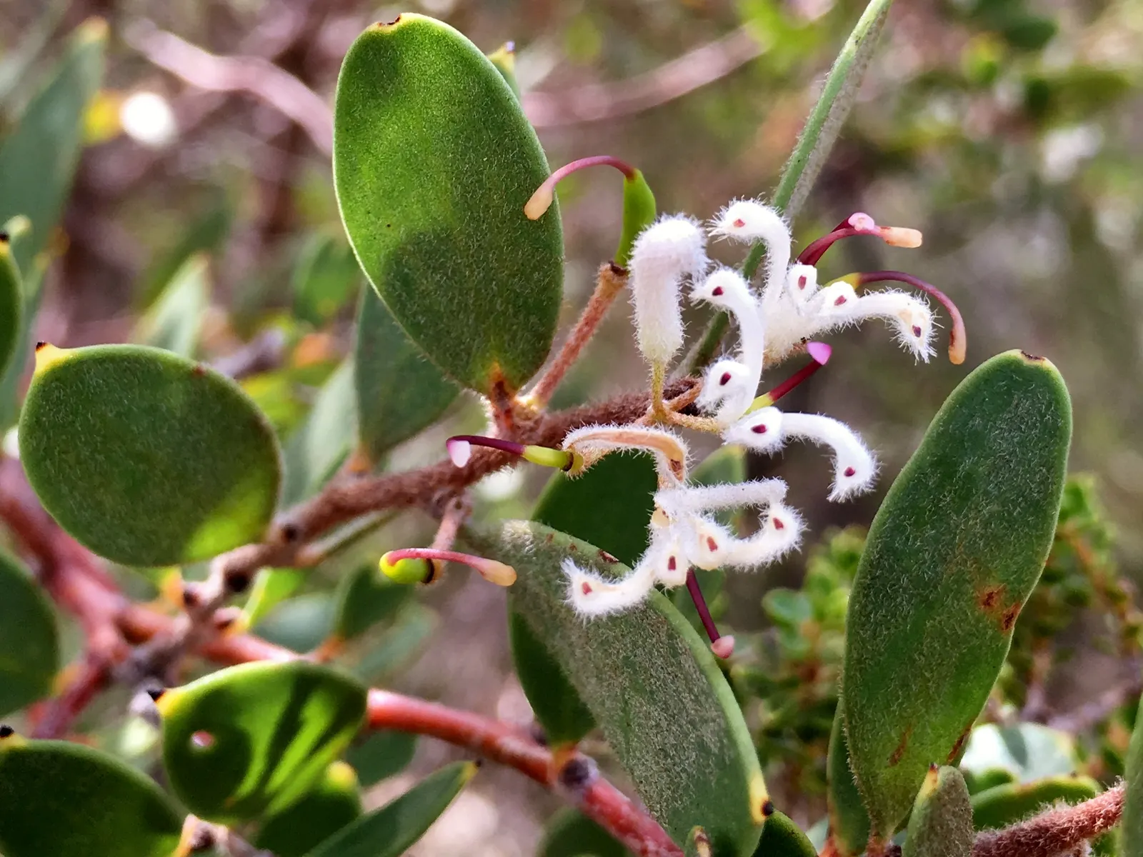 Hakea (Hakea Obtusa) — Typically reaching 3-6 feet in height, with a similar spread, it's well-suited for xeriscaping; hakea obtusa is a hardy choice