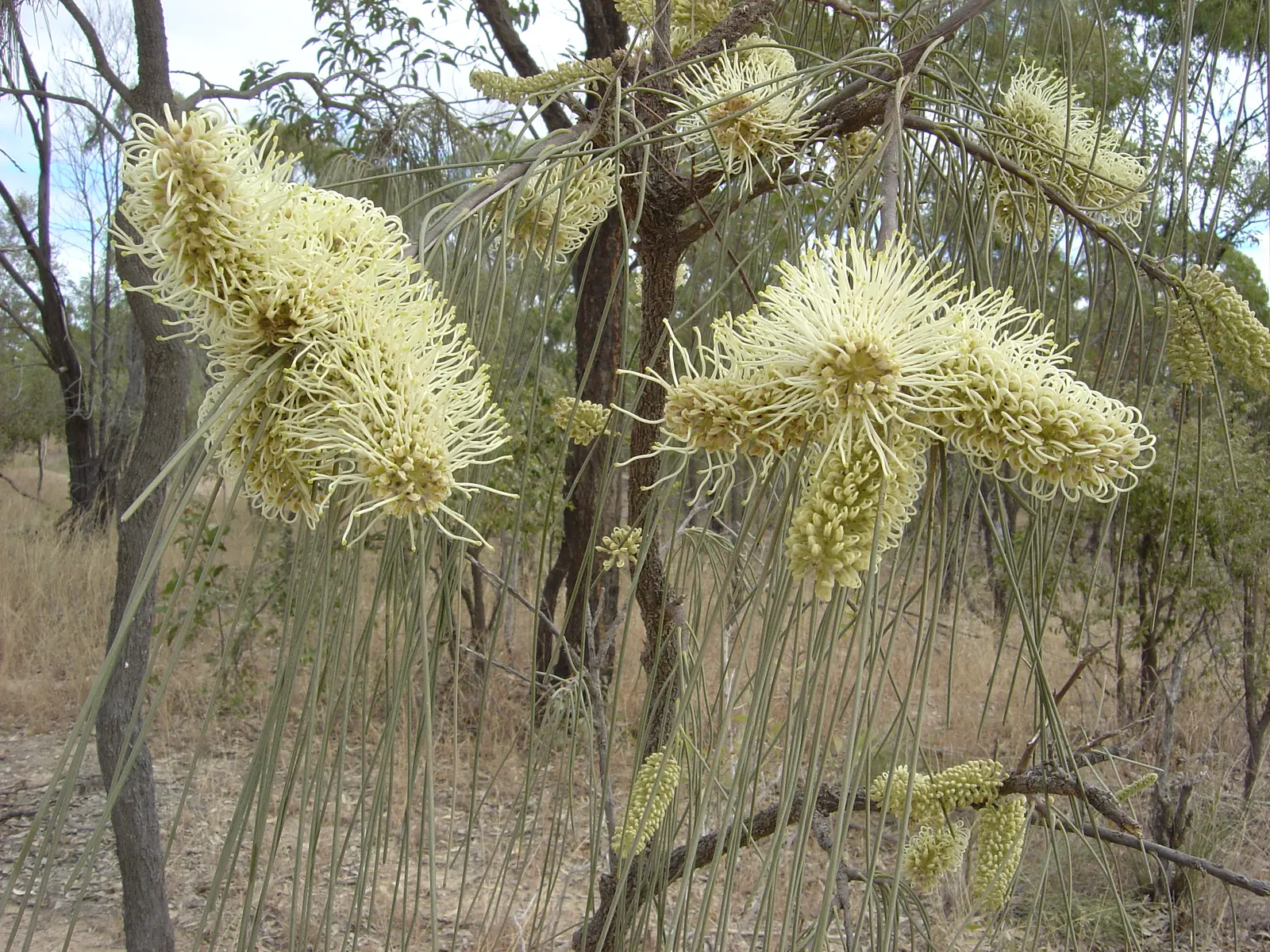Hakea (Hakea Obtusa) — an evergreen shrub native to Australia; typically reaching 3-6 feet in height, with a similar spread, it's well-suited for, image 59