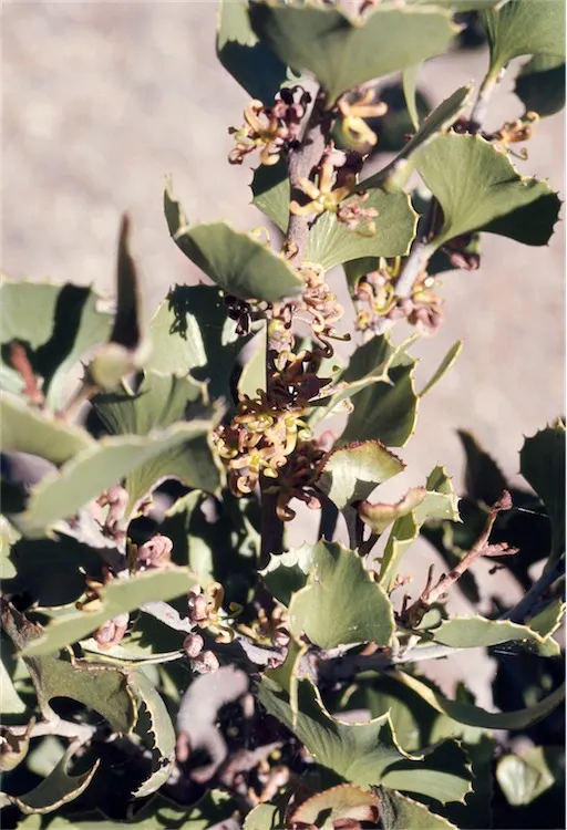 Hakea (Hakea Obtusa) — from informal cottage gardens to structured modern designs