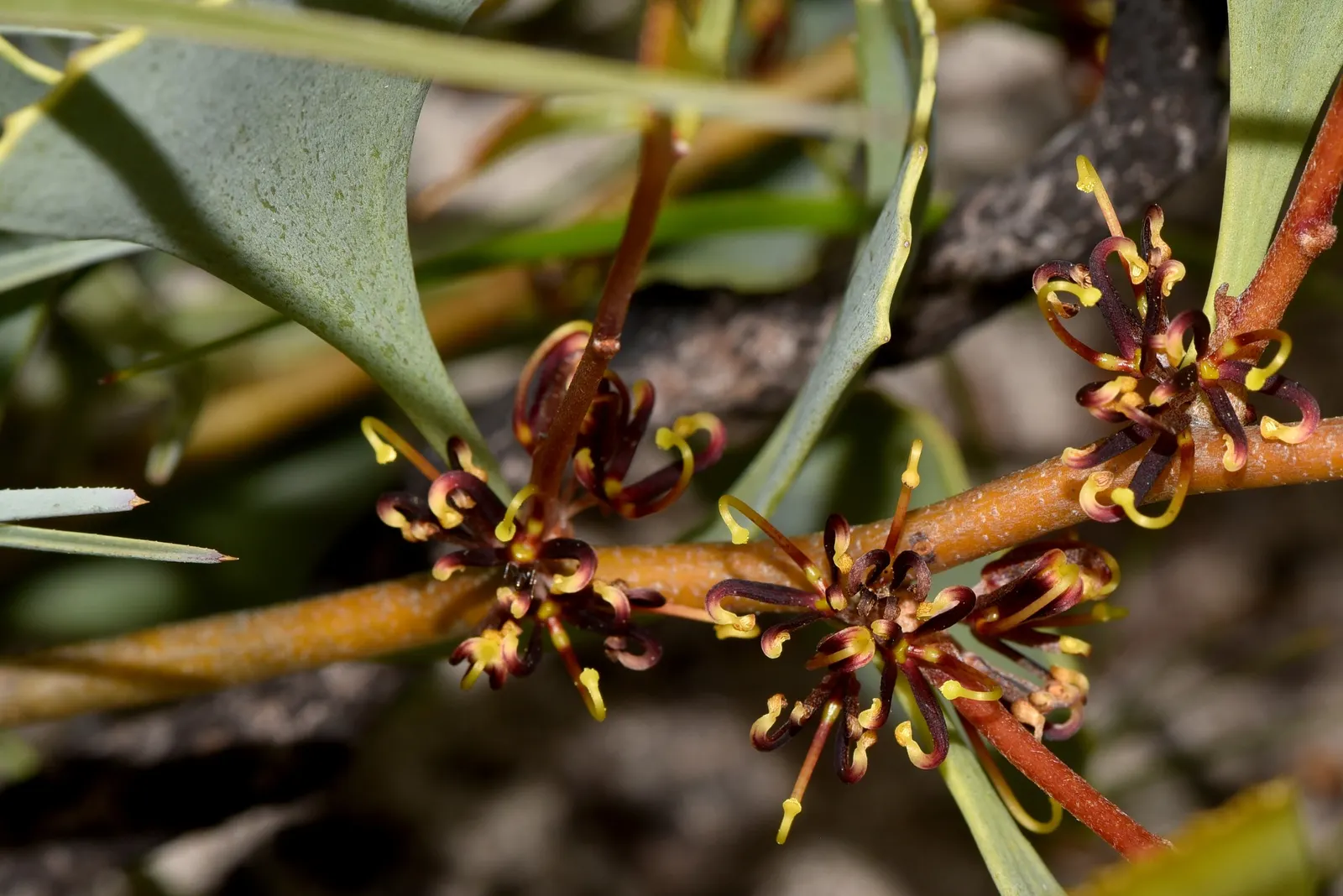 Hakea (Hakea Obtusa) — which persist on the plant; these leaves are characterized by their oblong, image 77