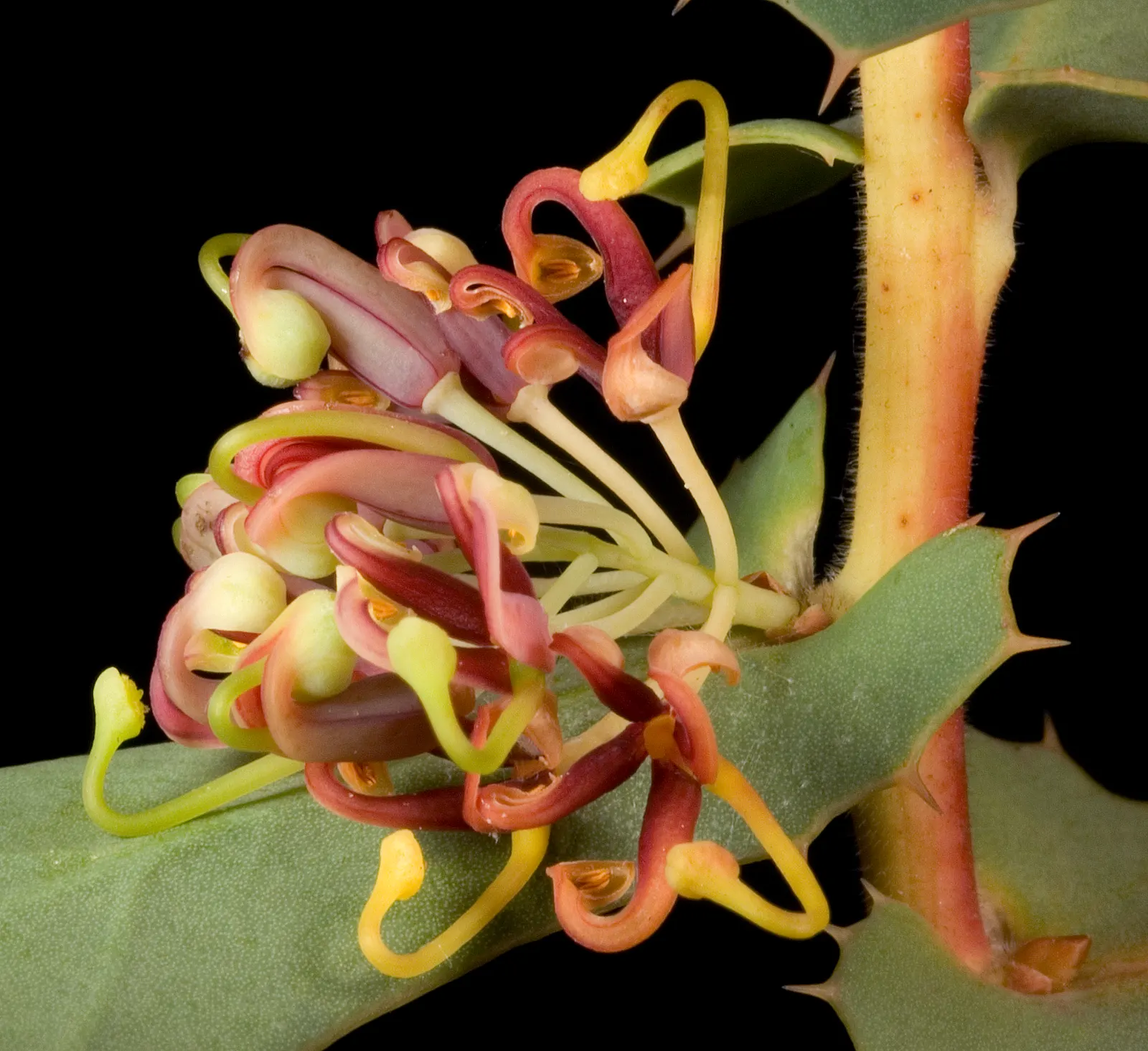 Hakea (Hakea Obtusa) — often known as the Pincushion Hakea due to its distinctively rounded; with its architectural form and low maintenance needs