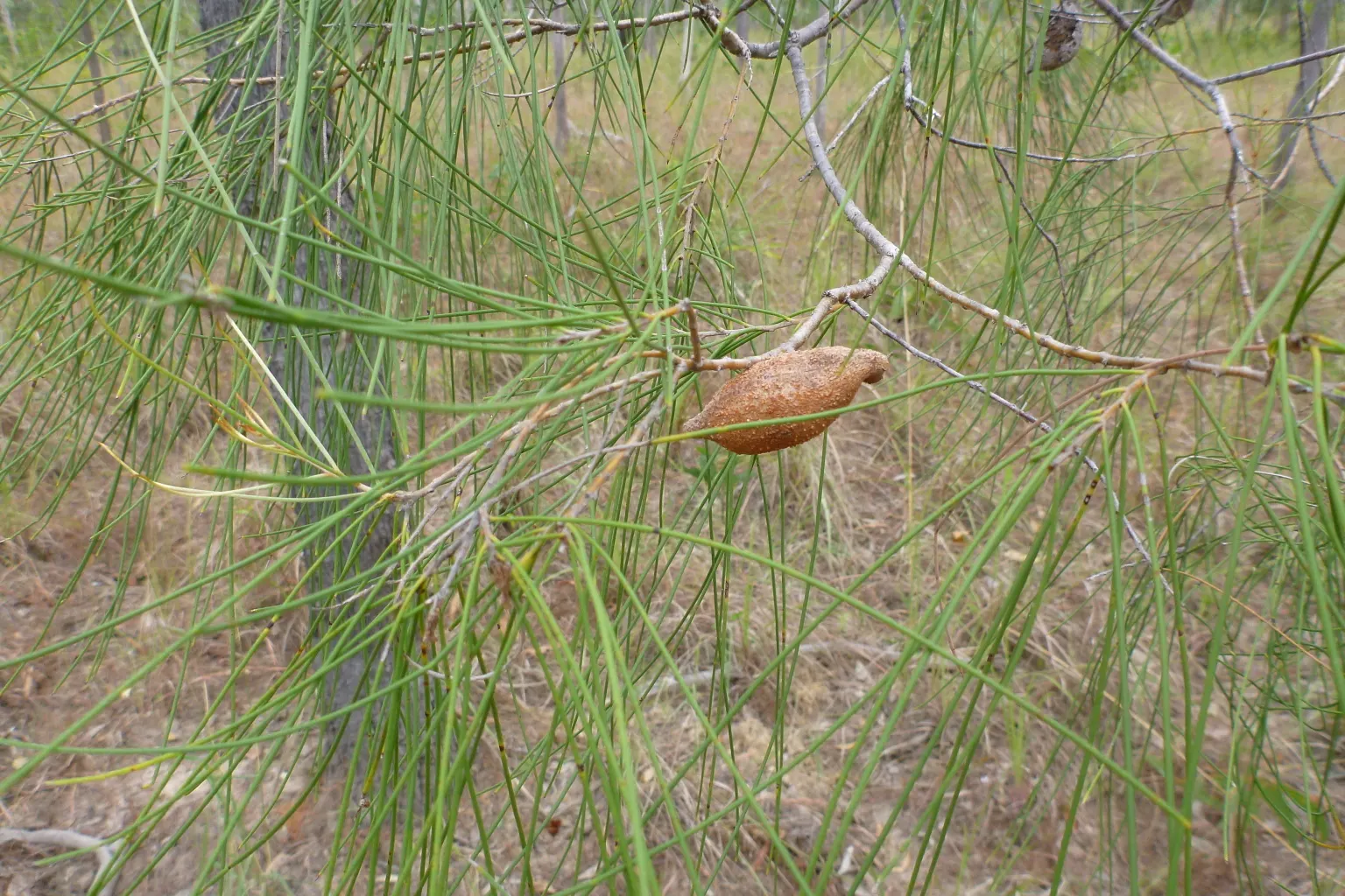 Hakea (Hakea Obtusa) — With its architectural form and low maintenance needs; contributing further interest to the shrub's profile.<br><br>When incorporating