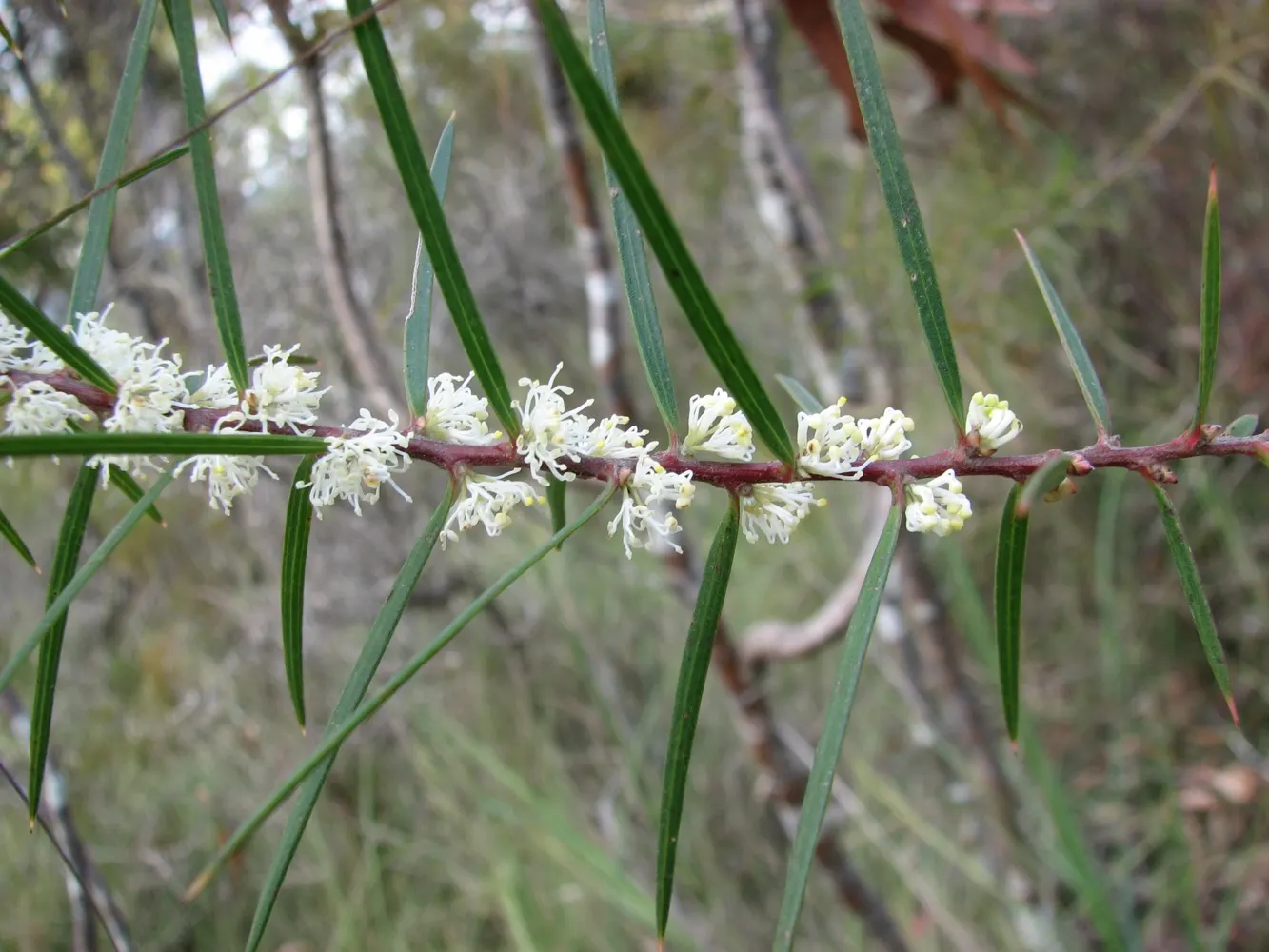 Hakea (Hakea Obtusa) — woody seed pods will form