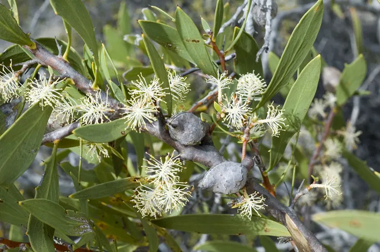 Hakea (Hakea Obtusa) — shrub / tree for full