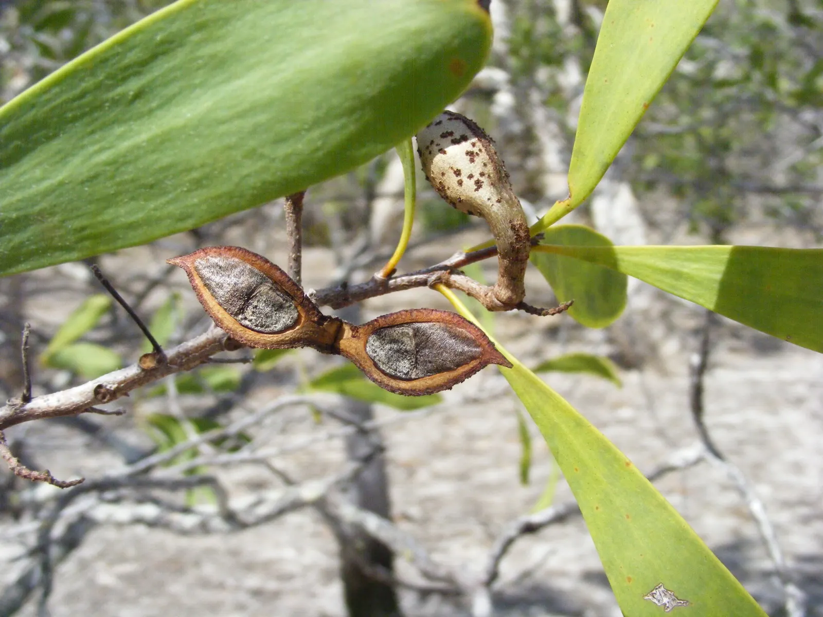 Hakea (Hakea Obtusa) — Its woody seed pods and dense habit provide habitat and food for native wildlife