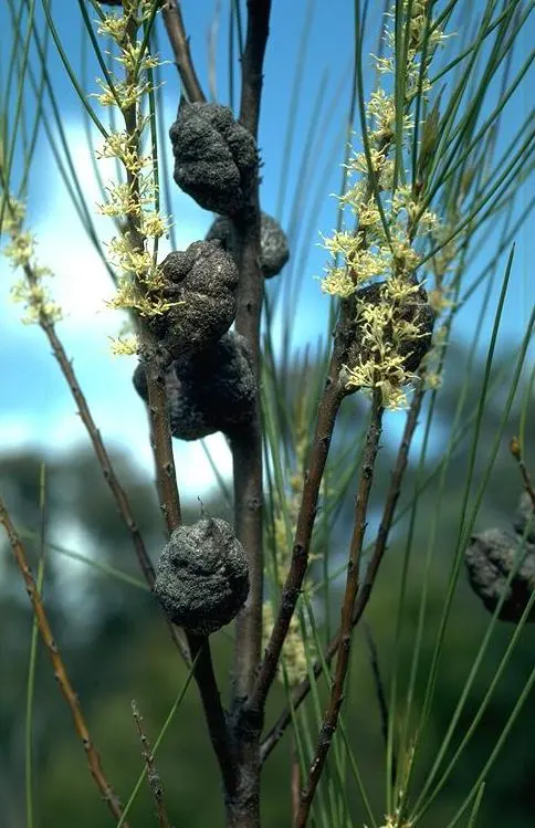 Hakea (Hakea Obtusa) — Typically reaching 3-6 feet in height, with a similar spread, it's well-suited for xeriscaping; hakea obtusa is a hardy, image 62