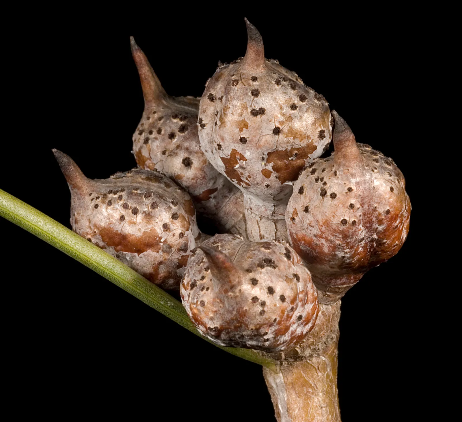 Hakea (Hakea Obtusa) — Preferring full sun and well-drained soils