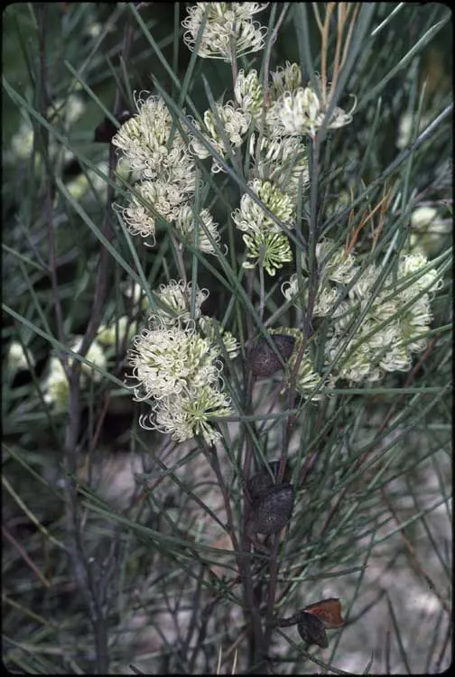 Hakea (Hakea Obtusa) — adding ecological value to your garden; making it adaptable to various landscape styles, image 74