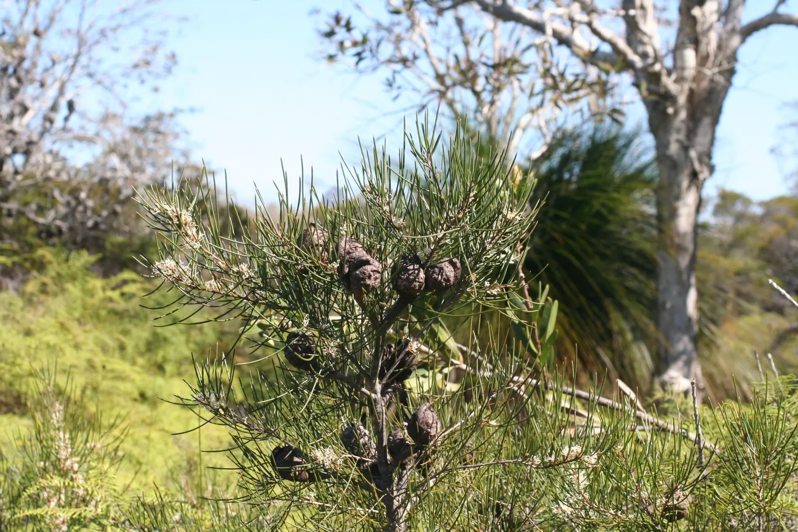 Hakea (Hakea Obtusa) — this drought-tolerant plant offers low maintenance and excellent resilience; this resilient species thrives in USDA zones, image 64