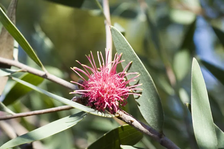 Hakea (Hakea Obtusa) — cushion-like inflorescences; leathery leaves and produces striking cream to pink, image 67