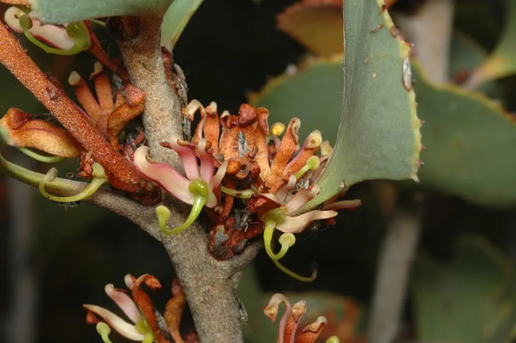 Hakea (Hakea Obtusa) — shrub / tree with multi-colored and orange and red blooms; which persist on the plant, image 86
