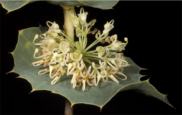 Hakea (Hakea Obtusa) — exhibiting exceptional drought tolerance once established