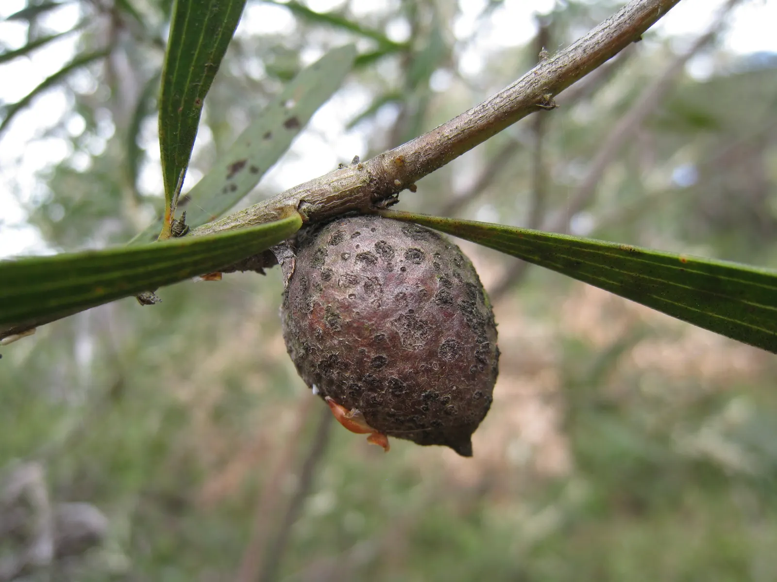 Hakea (Hakea Obtusa) — sweetly-scented flowers in spring; woody seed pods will form