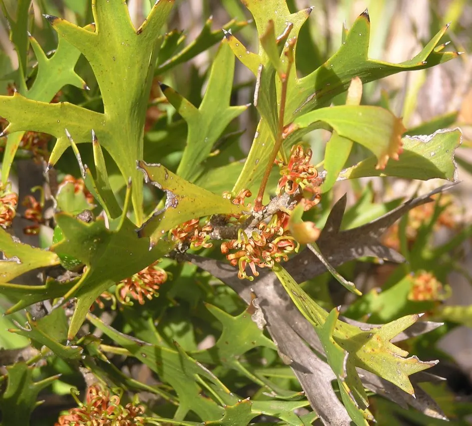 Hakea (Hakea Obtusa) — Hakea obtusa boasts stout stems clothed in leathery