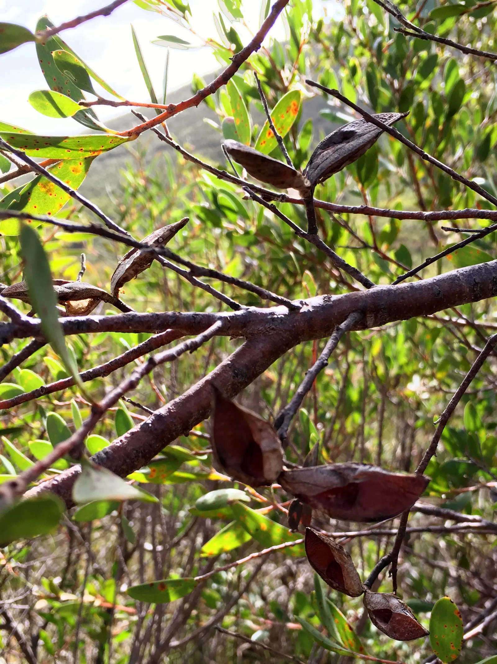 Hakea (Hakea Obtusa) — This resilient species thrives in USDA zones 9-11; cushion-like inflorescences
