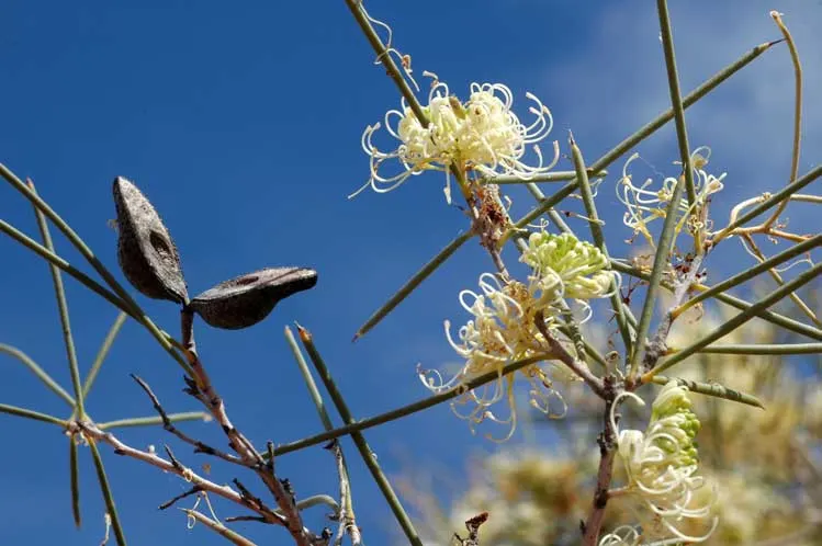 Hakea (Hakea Obtusa) — This resilient species thrives in USDA zones 9-11; cushion-like inflorescences, image 68