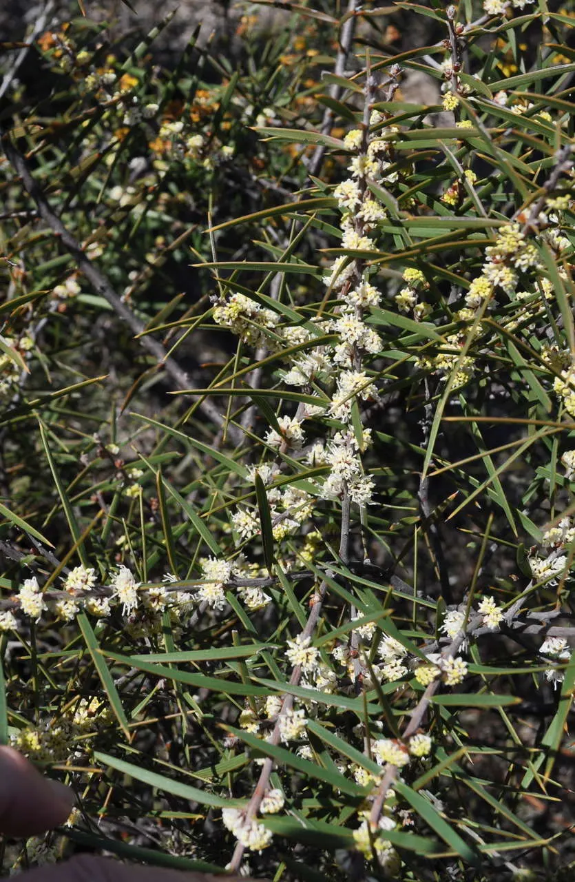 Hakea (Hakea Obtusa) — contributing further interest to the shrub's profile.<br><br>When incorporating Hakea obtusa into a design; or loamy soils and a full to