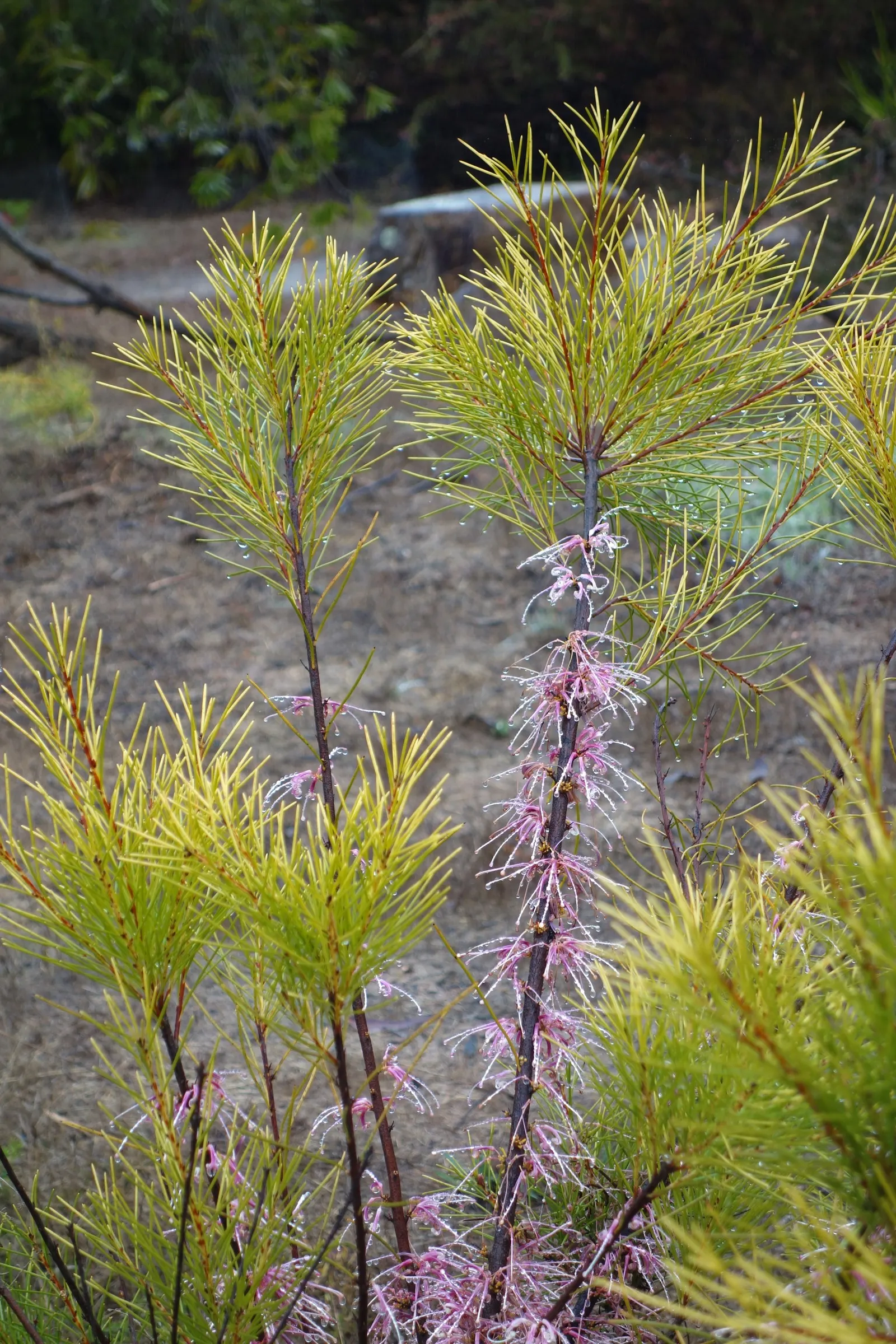Hakea (Hakea Obtusa) — multi-colored and orange and red flowers in the garden; hakea obtusa boasts stout stems clothed in leathery