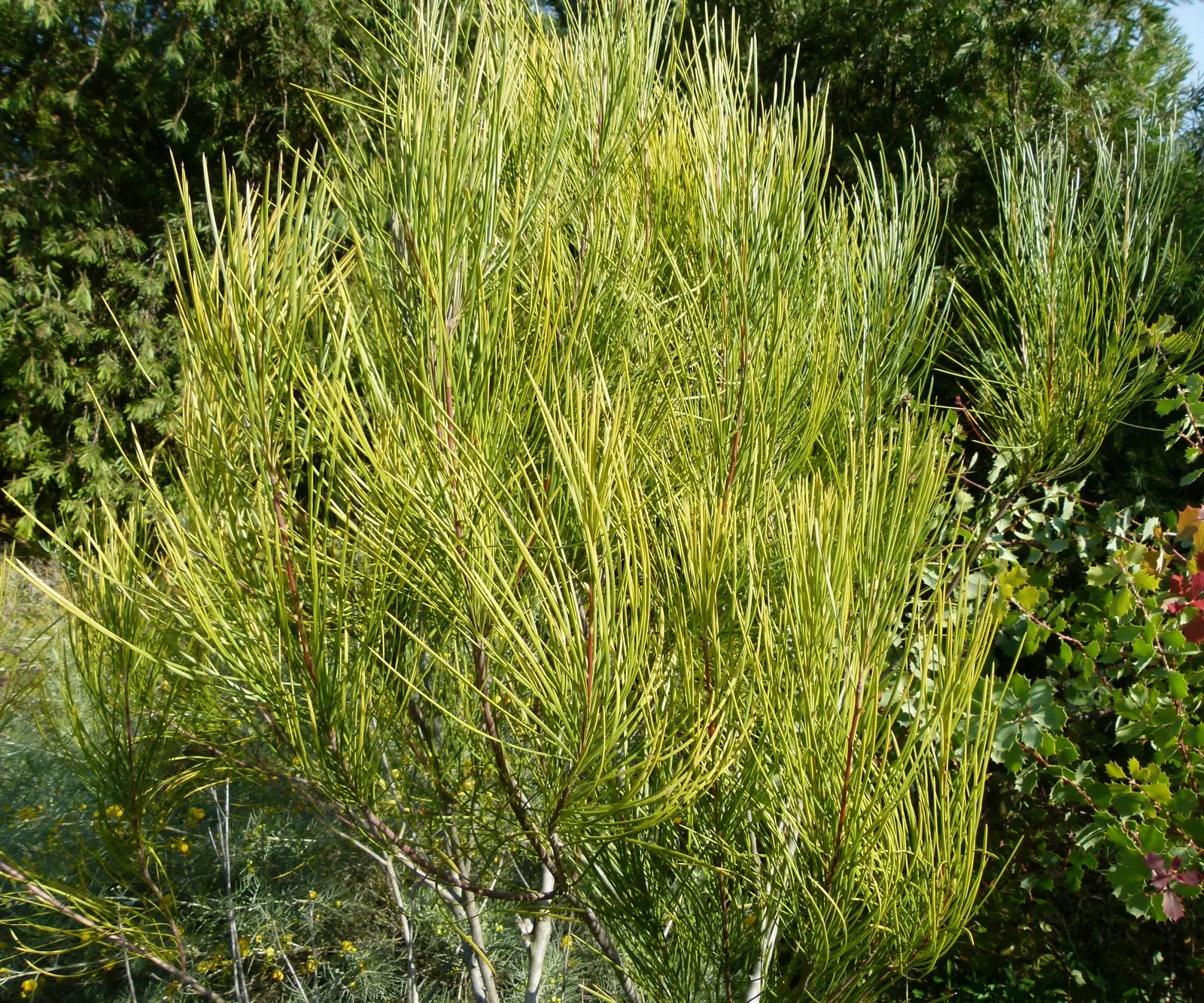 Hakea (Hakea Obtusa) — These leaves are characterized by their oblong