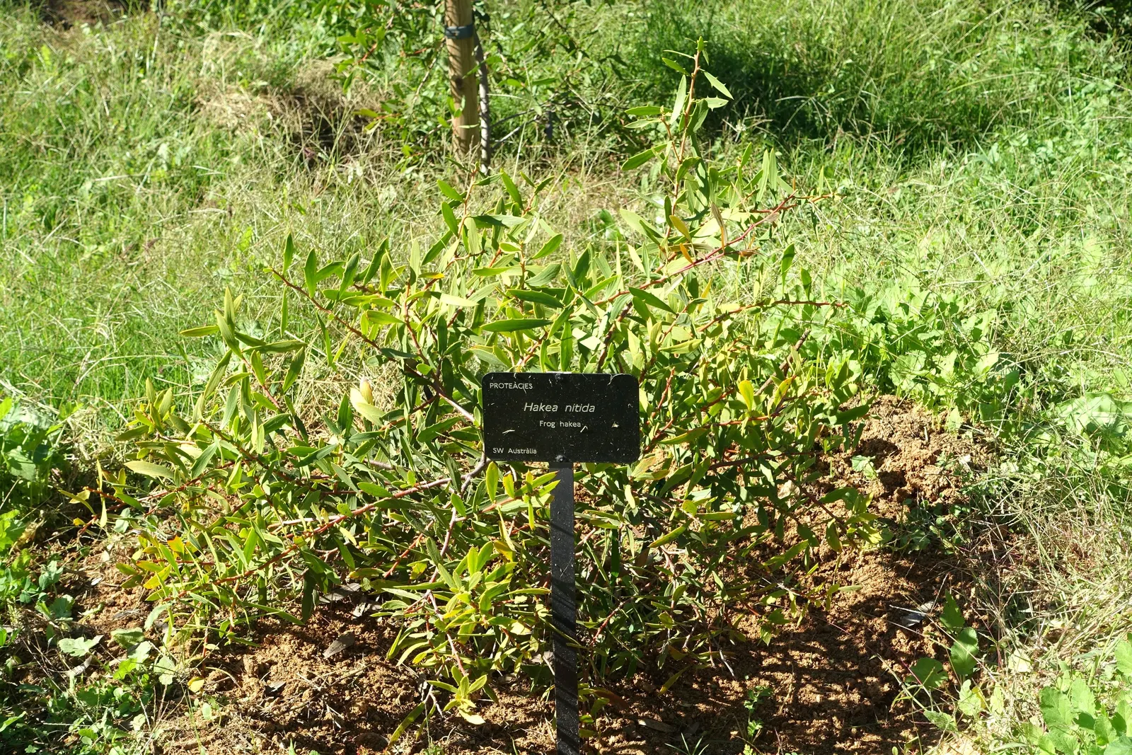 Hakea (Hakea Obtusa) — This resilient species thrives in USDA zones 9-11