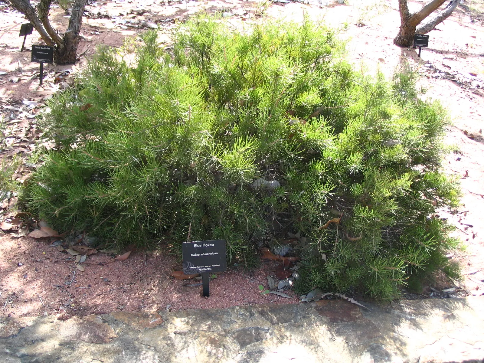 Hakea (Hakea Obtusa) — making it adaptable to various landscape styles