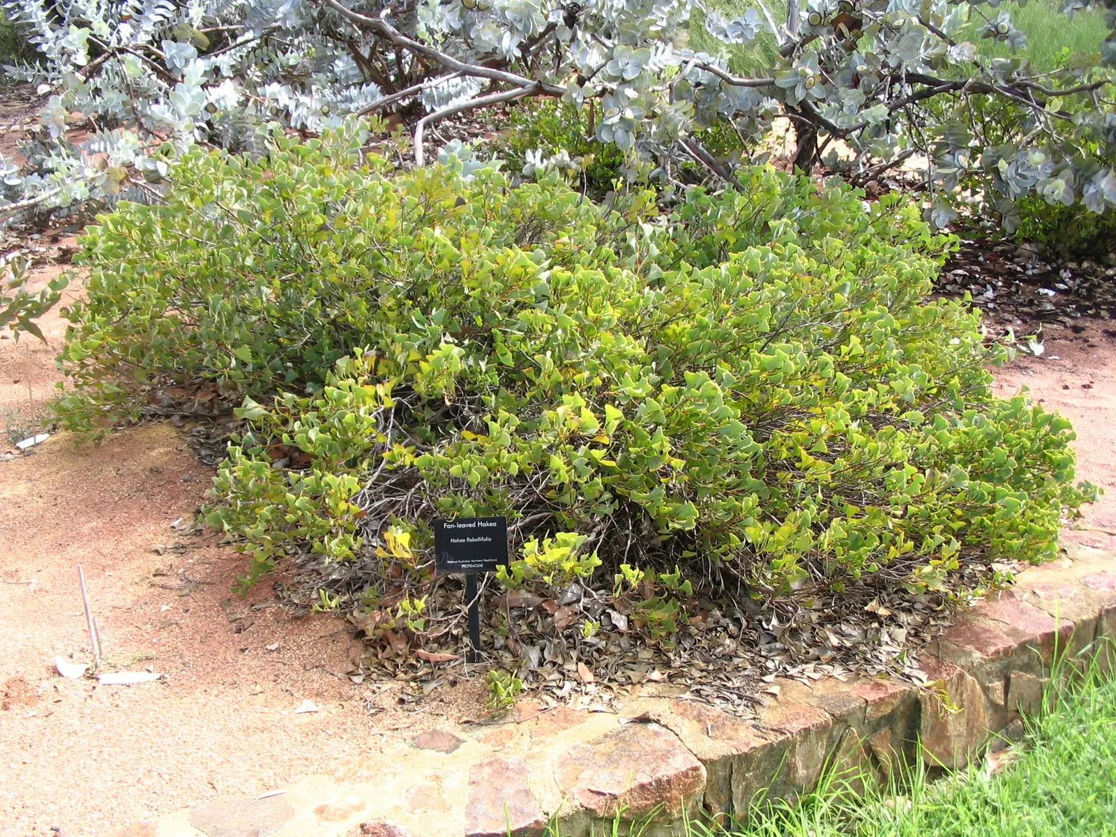 Hakea (Hakea Obtusa) — adding ecological value to your garden