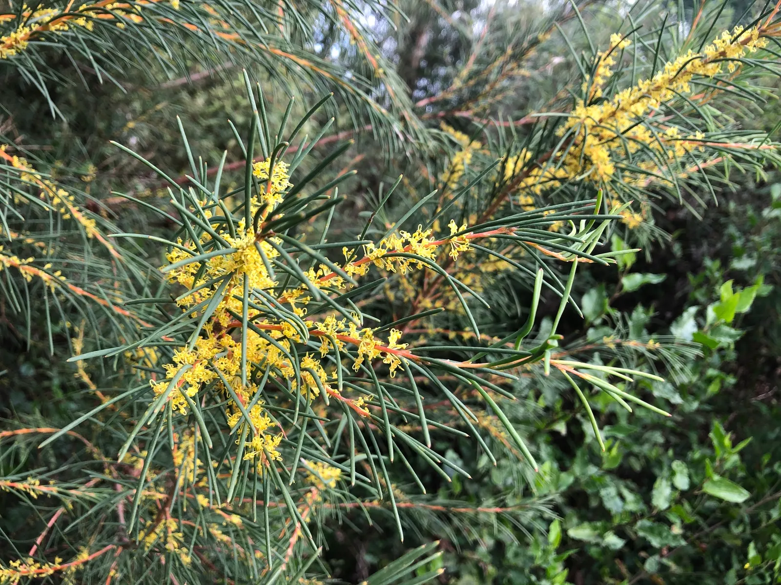 Hakea (Hakea Obtusa) — which persist on the plant; these leaves are characterized by their oblong